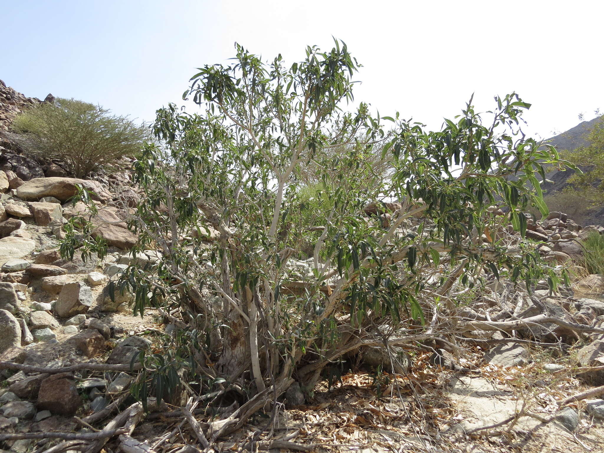 Image of Ficus cordata Thunb.