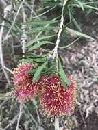 Image of scarlet bottlebrush