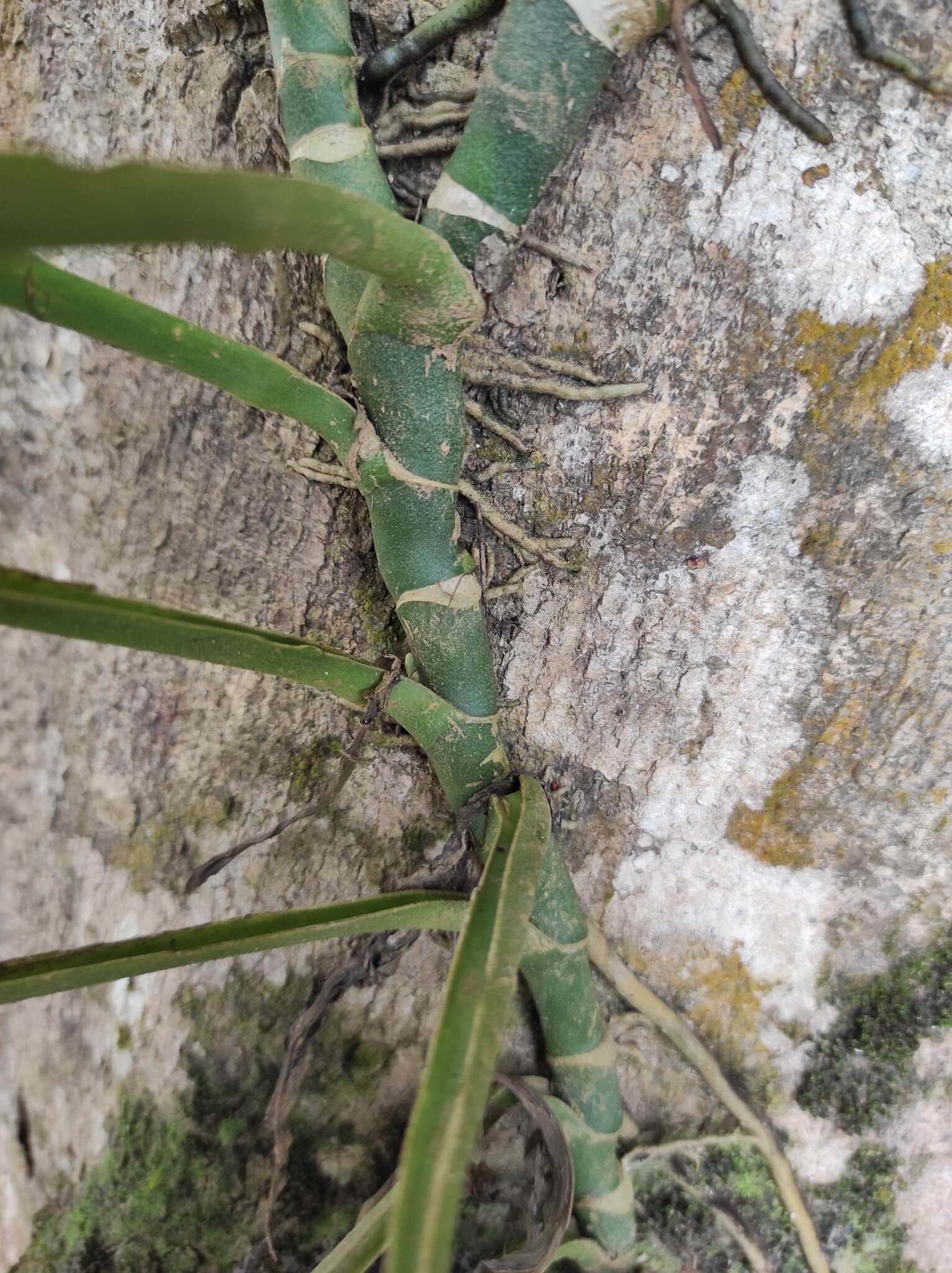 Monstera adansonii subsp. laniata (Schott) Mayo & I. M. Andrade resmi