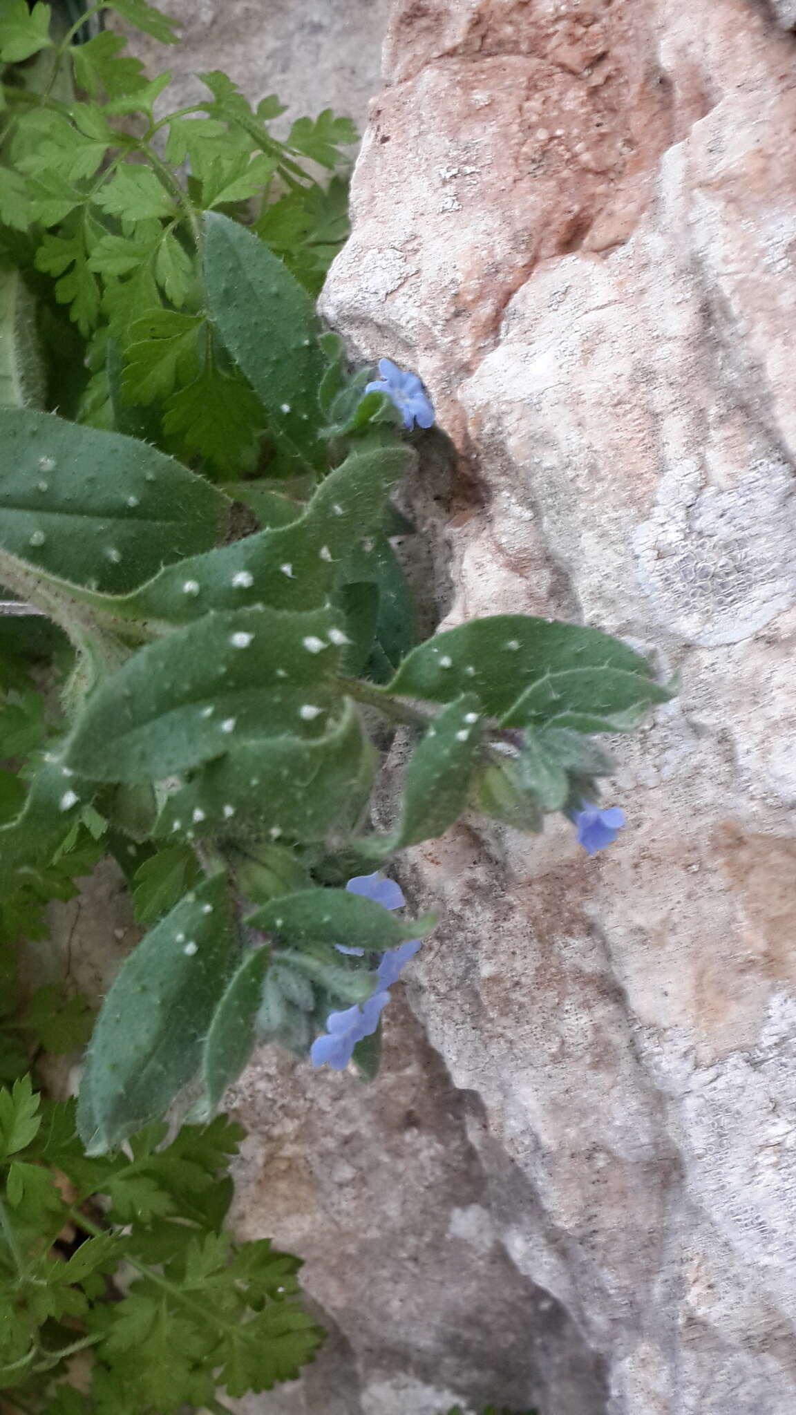 Image of Melanortocarya obtusifolia (Willd.) Selvi, Bigazzi, Hilger & Papini