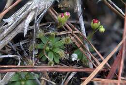 Image de Drosera pulchella Lehm.