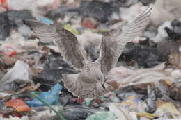 Слика од Larus argentatus argenteus Brehm, CL & Schilling 1822