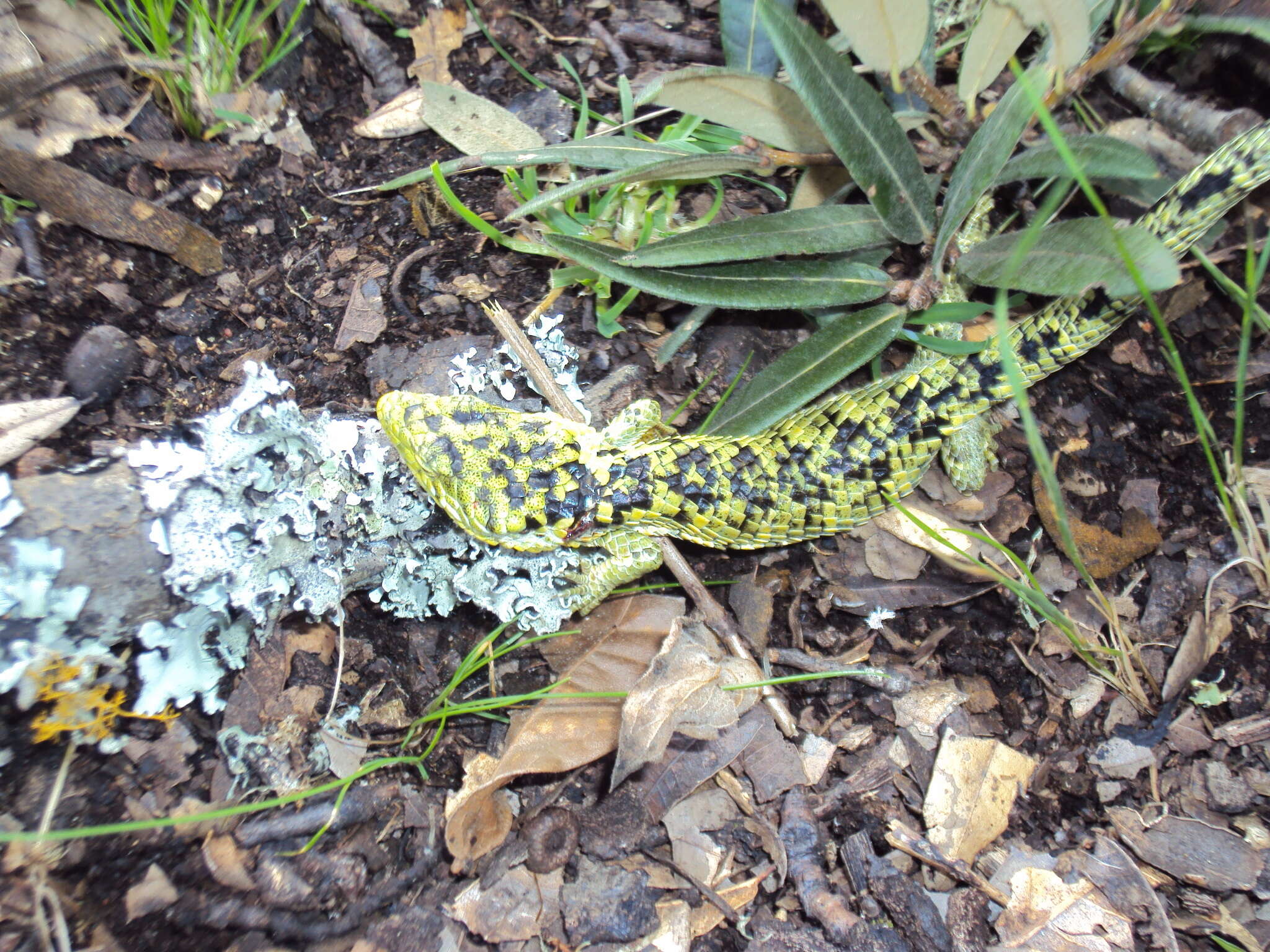 Image of Mixtecan Arboreal Alligator Lizard