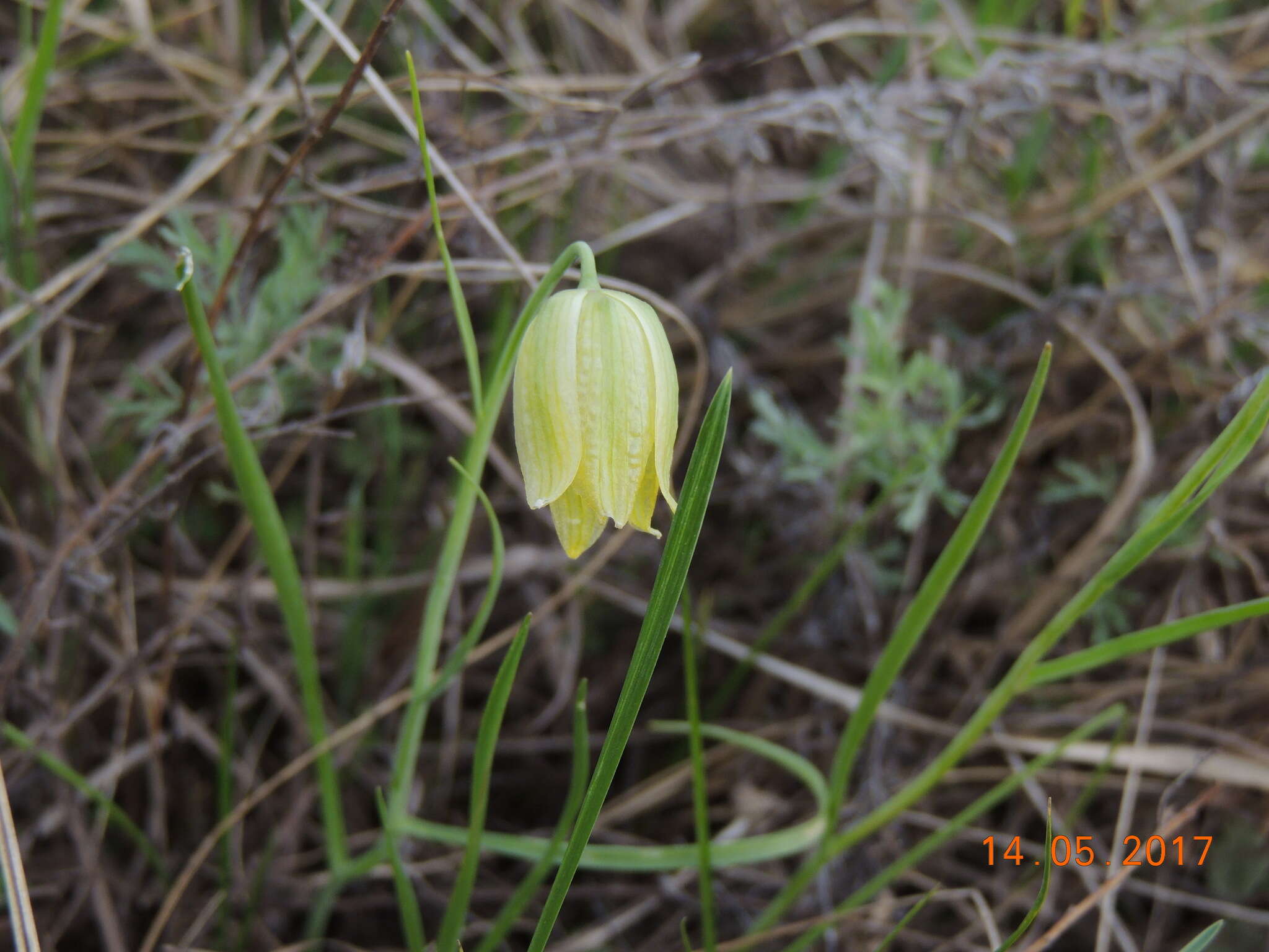 Fritillaria meleagroides Patrin ex Schult. & Schult. fil. resmi