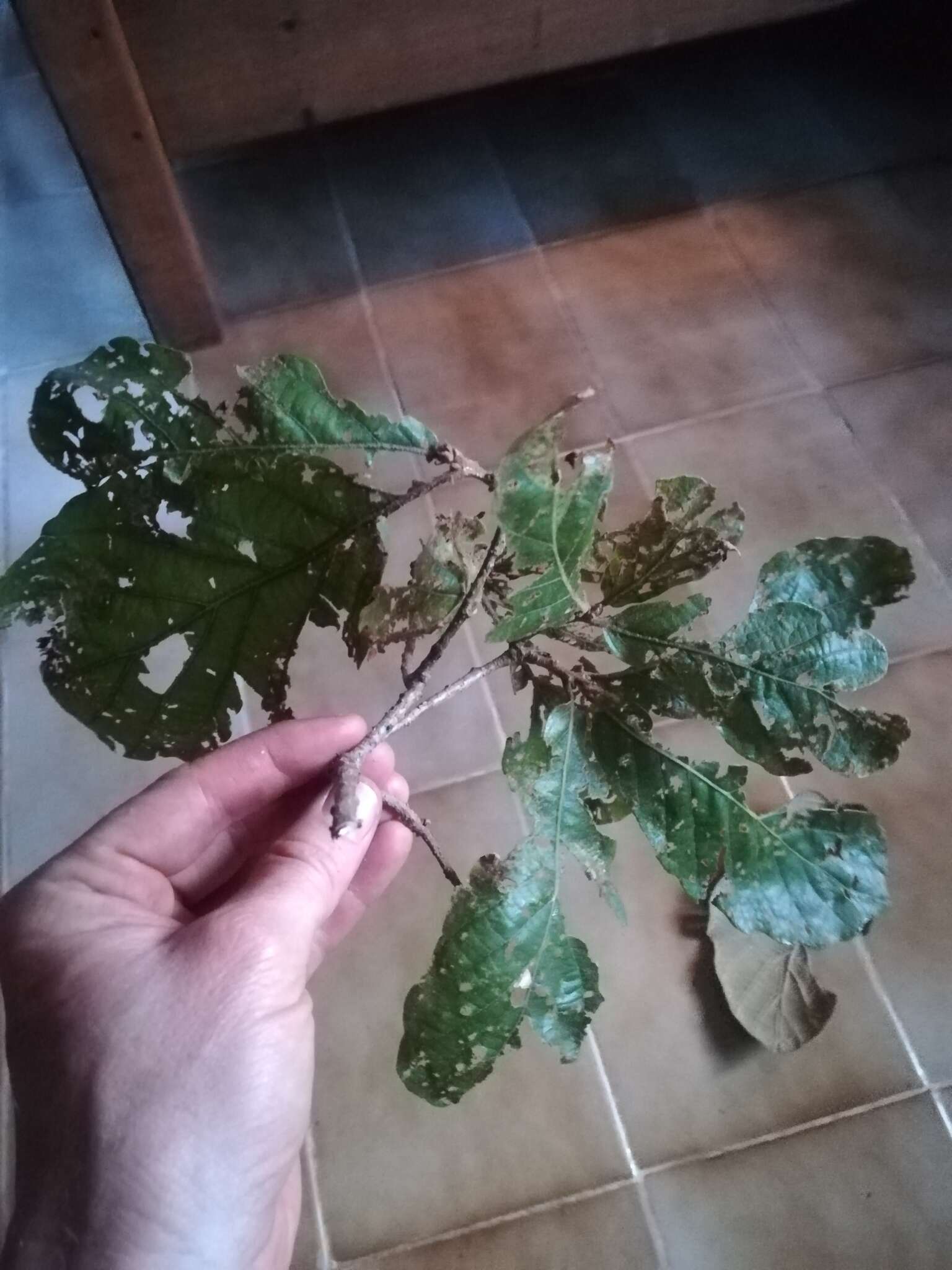 Слика од Quercus segoviensis Liebm.