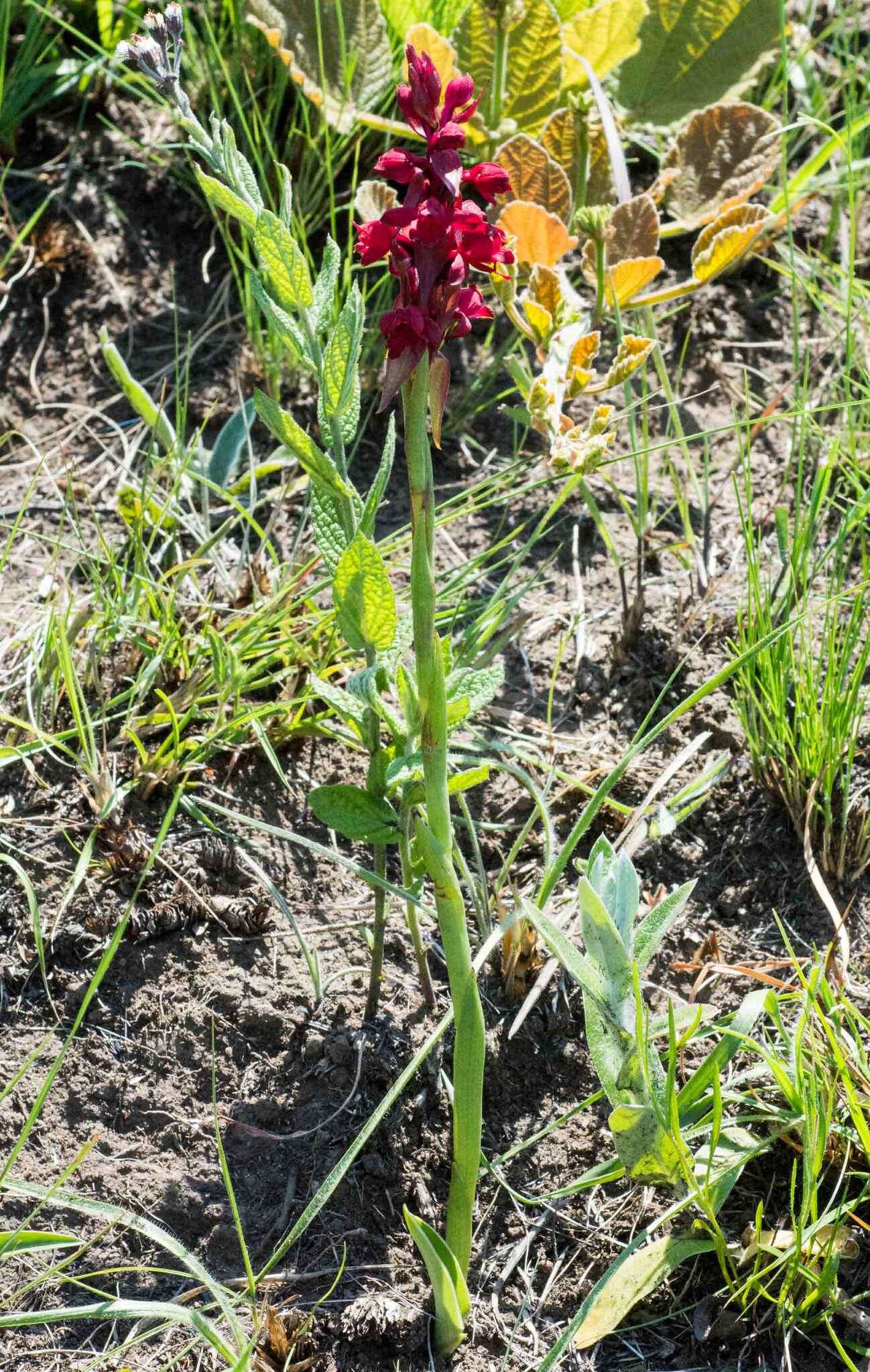 Imagem de Satyrium rhodanthum Schltr.