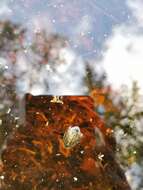 Image of Grooved Diving Beetle