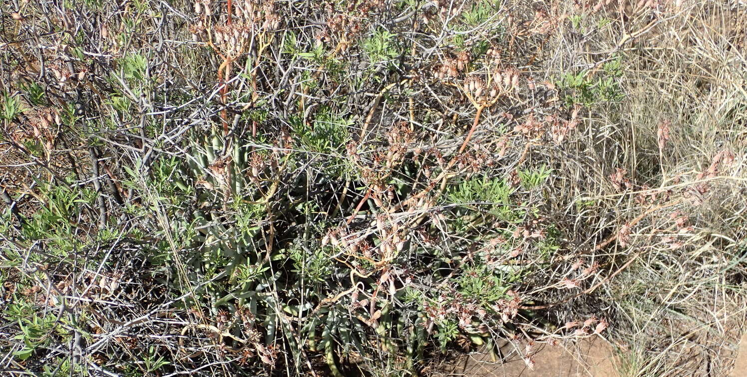 Image of Cotyledon orbiculata var. dactylopsis Tölken