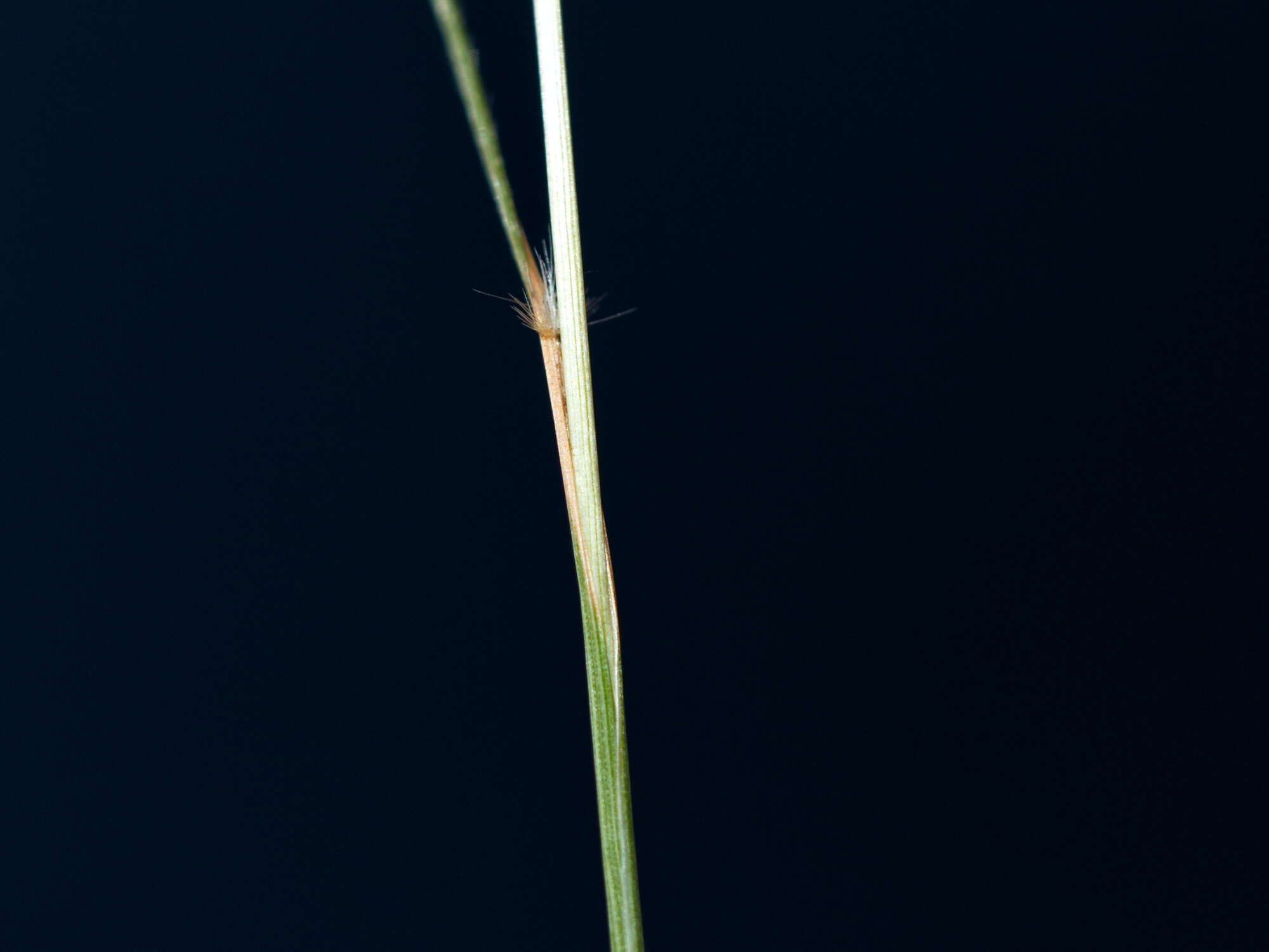 Plancia ëd Rytidosperma geniculatum (J. M. Black) Connor & Edgar