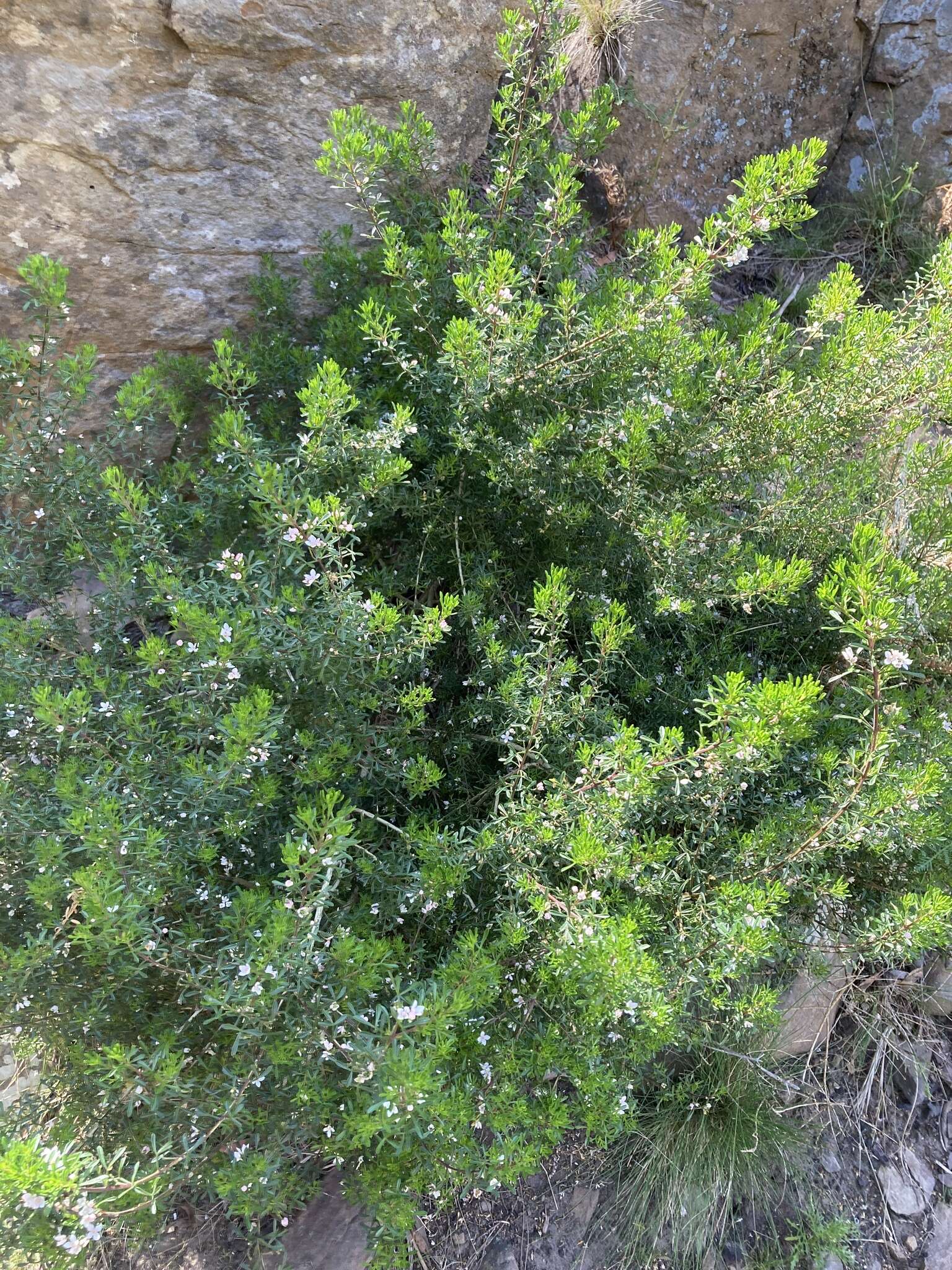 Image of Cyanothamnus anemonifolius subsp. variabilis