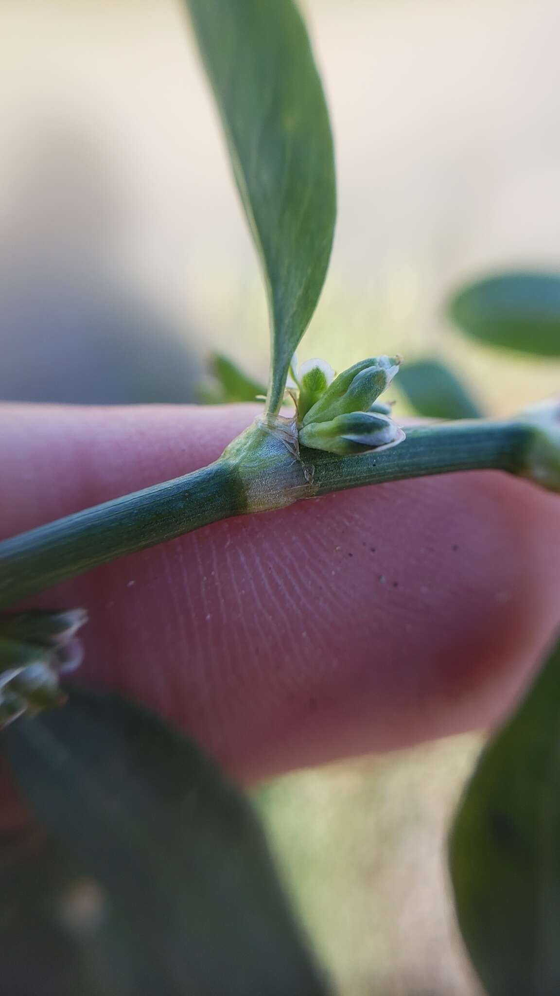 Image of Polygonum aviculare subsp. aviculare