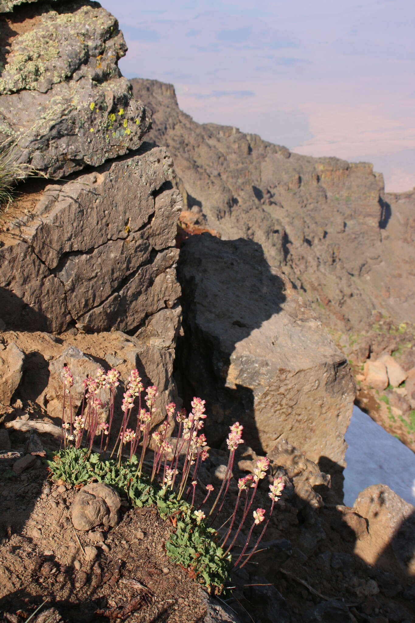 Image of alpine alumroot