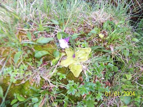 Image de Pinguicula nevadensis (H. Lindb.) Casper