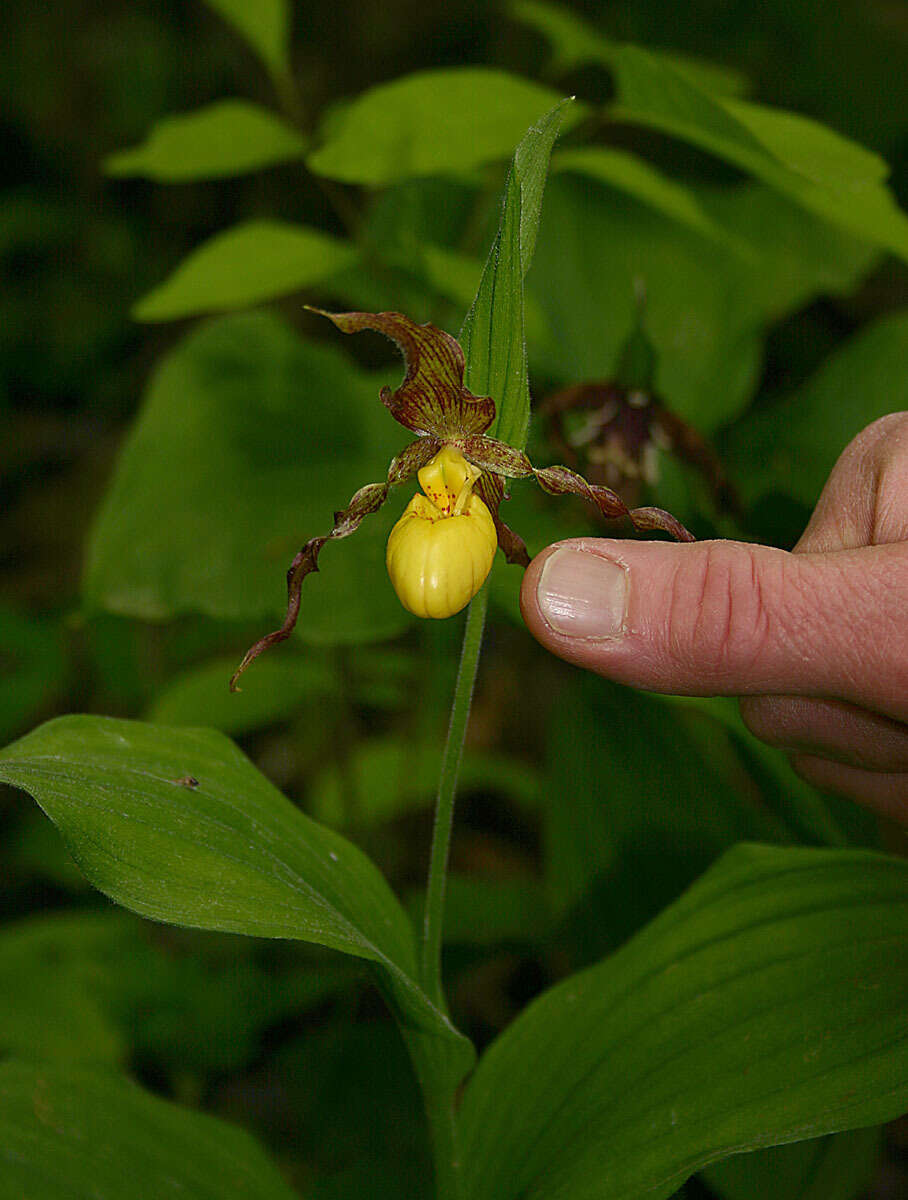 Imagem de Cypripedium parviflorum var. parviflorum