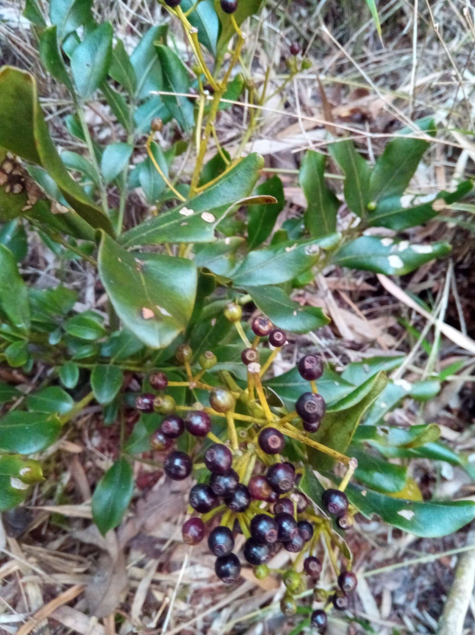 Image de Polyscias fraxinifolia (Baker) R. Vig.