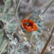 Image of Andrena sphaeralceae Linsley 1939