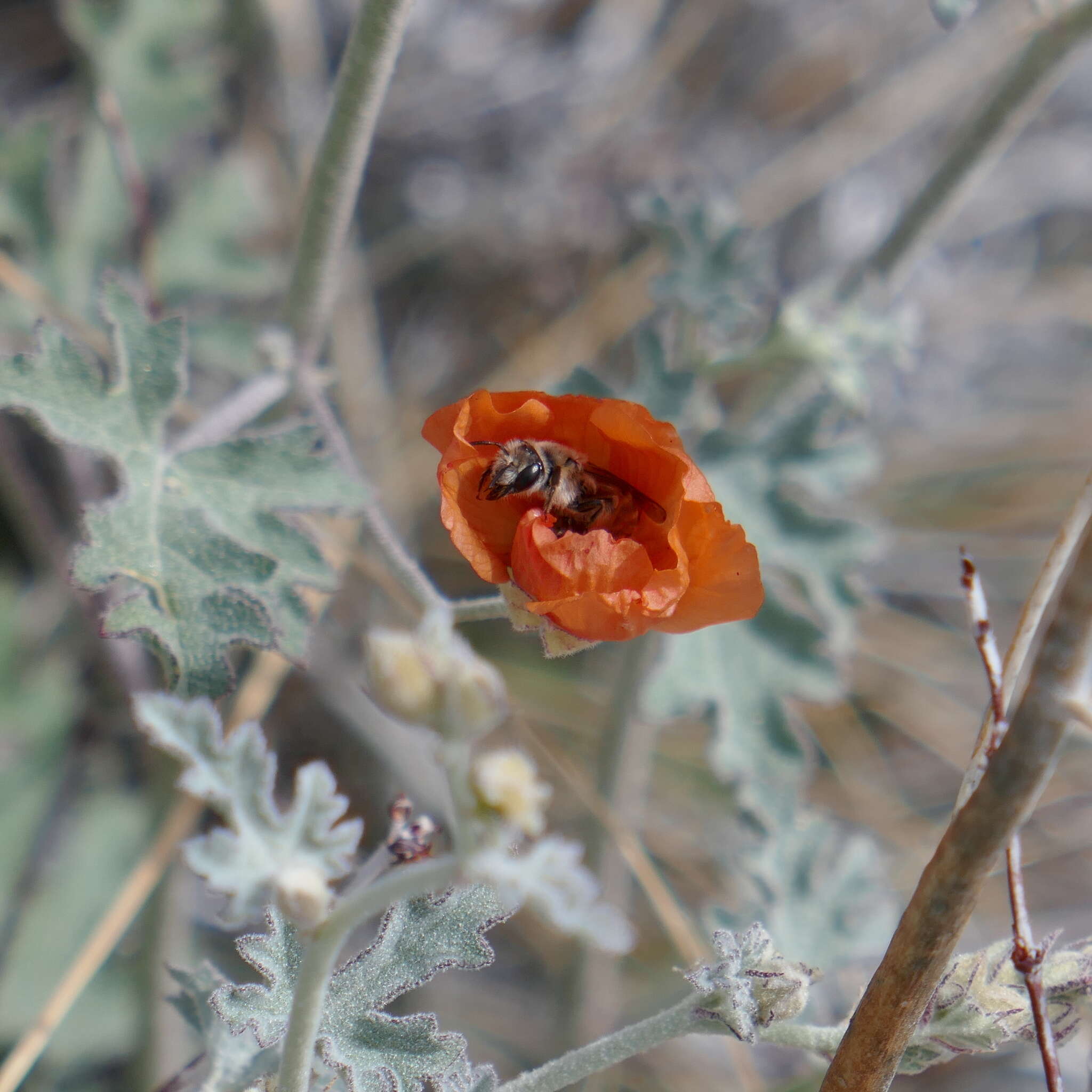 Image of Andrena sphaeralceae Linsley 1939