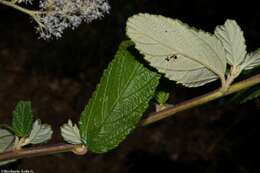 Image of Ceanothus caeruleus Lag.
