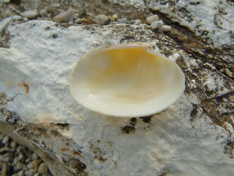 Image of Grooved carpet shell