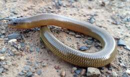 Image of Slendertail Lance Skink