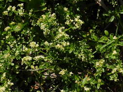 Plancia ëd Galium bungei var. trachyspermum (A. Gray) Cufod.