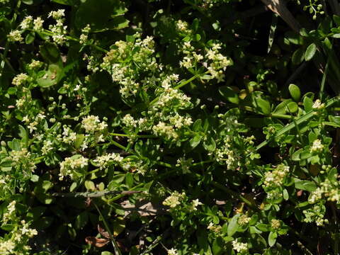 Imagem de Galium bungei var. trachyspermum (A. Gray) Cufod.