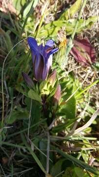 Image of Northern Gentian