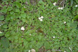 Imagem de Ourisia macrophylla subsp. macrophylla