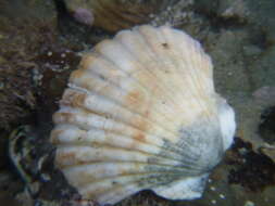 Image of New Zealand scallop