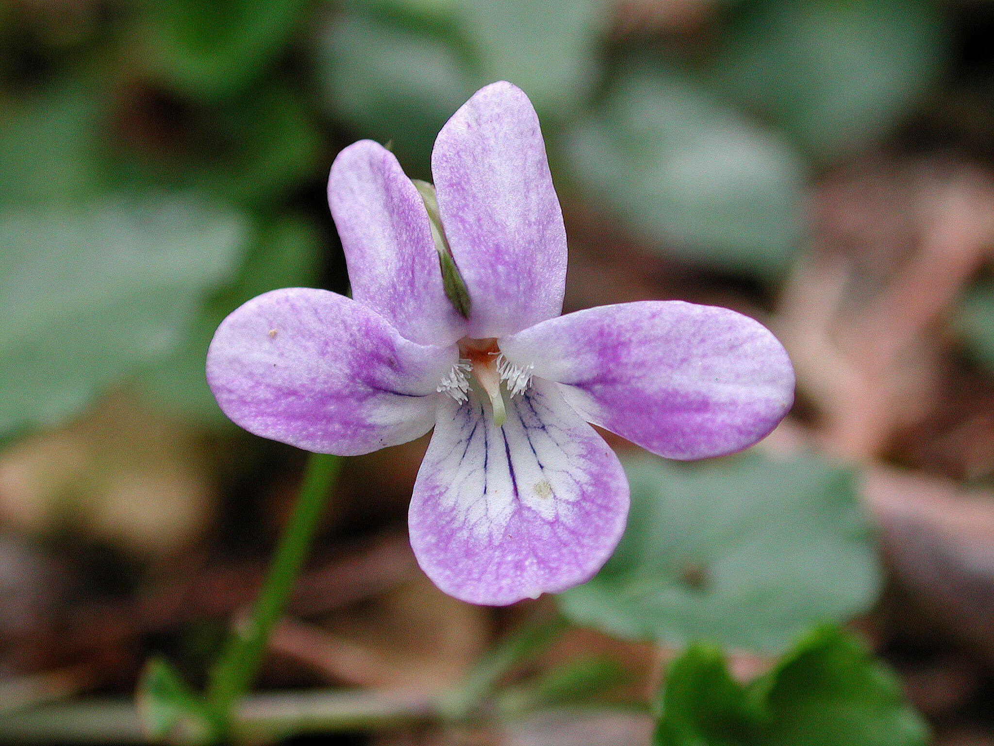 Imagem de Viola anagae A. Gilli