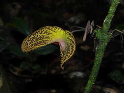 Image of Aristolochia wankeana