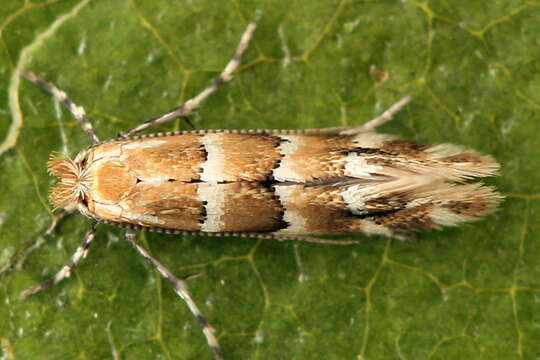 Image of Phyllonorycter emberizaepenella (Bouché 1834)