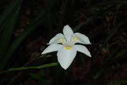 Image of Dietes flavida Oberm.