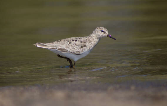 Image of Temminck's Stint