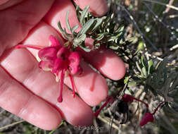 Image of Grevillea lanigera A. Cunn. ex R. Br.