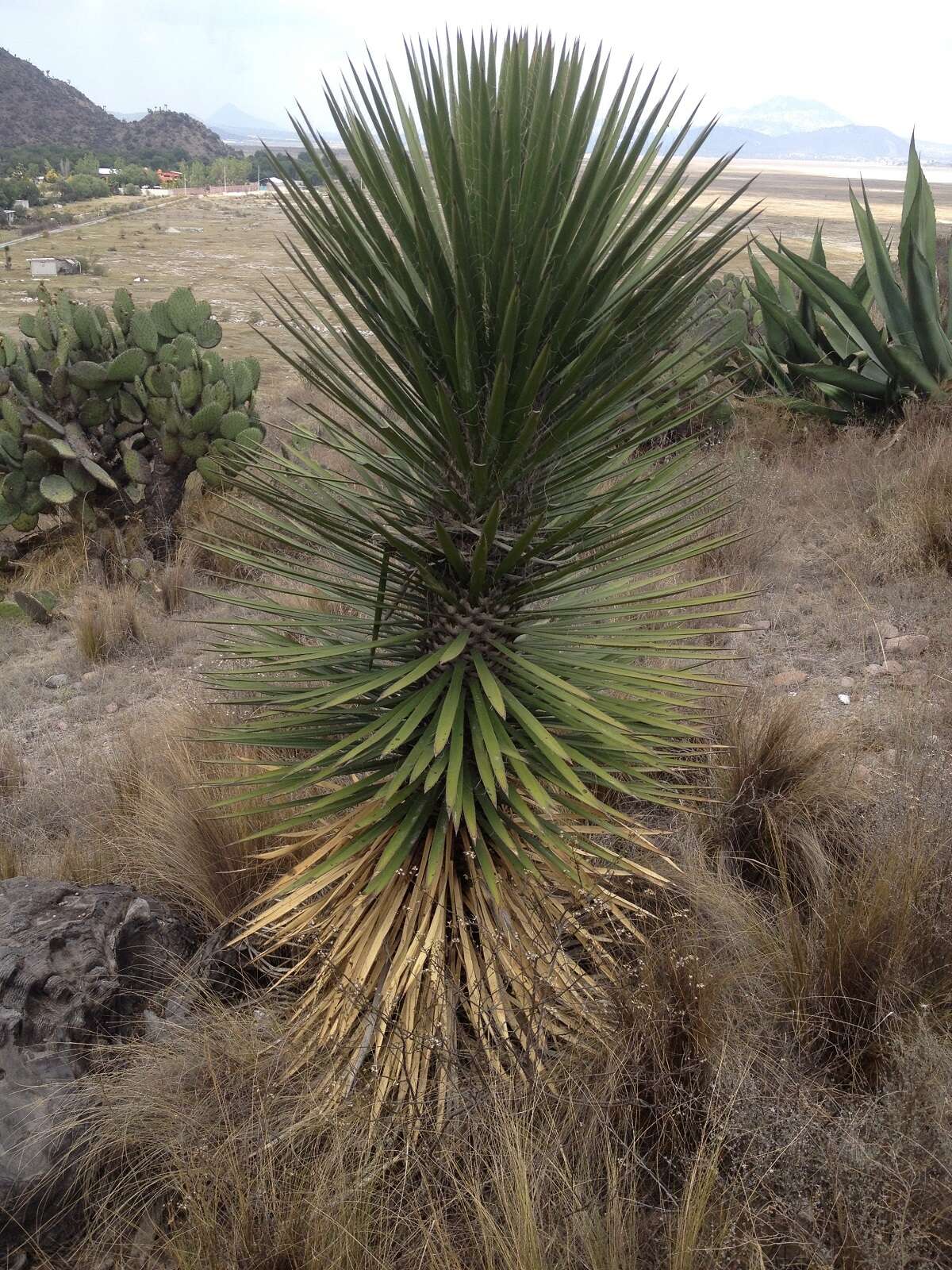 Image of Palma China yucca