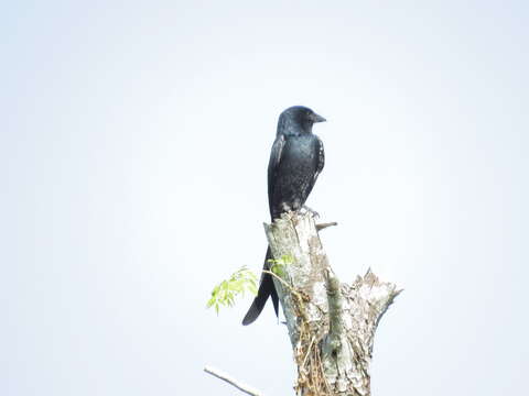 Image of Black Drongo