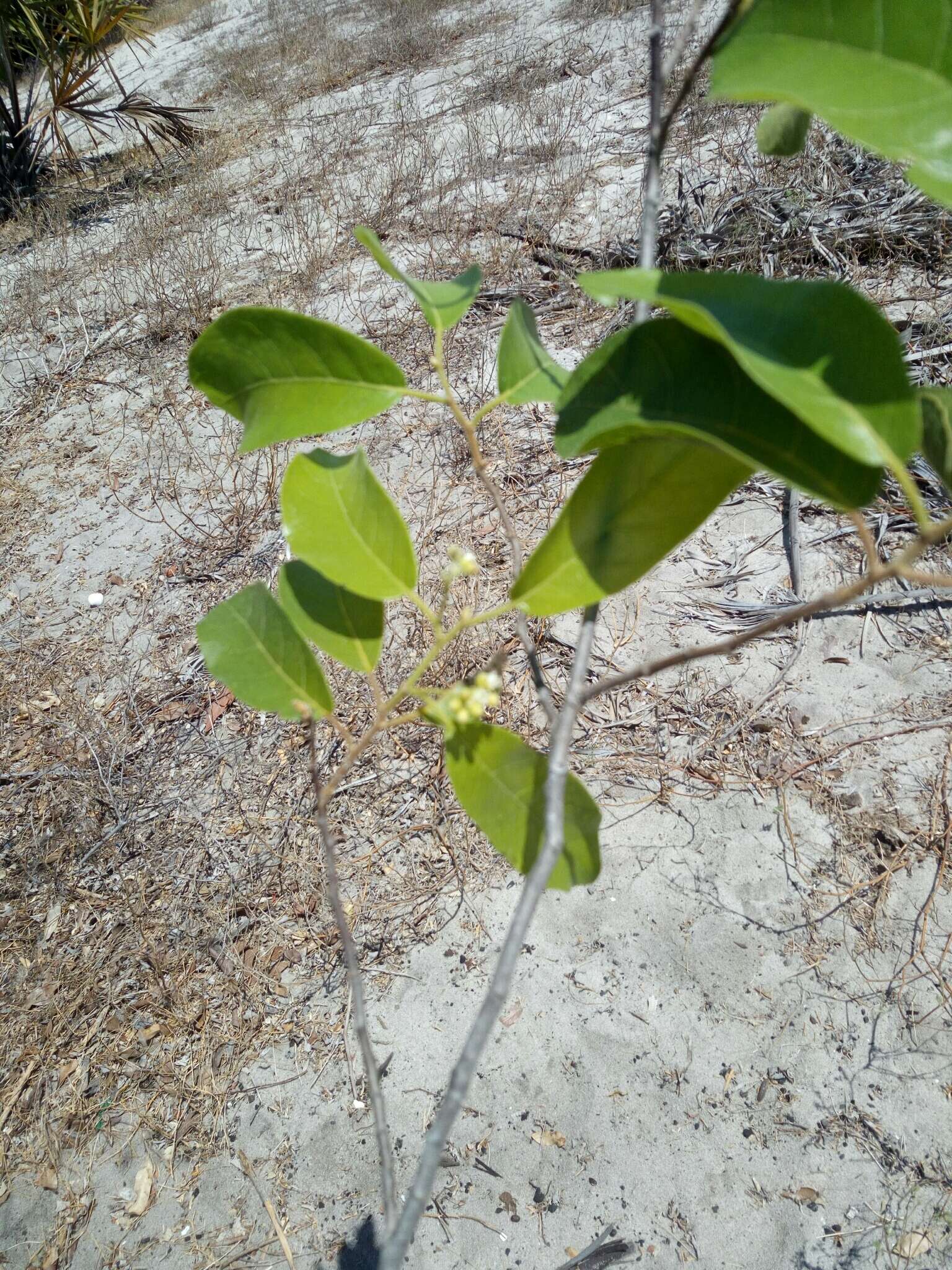 Imagem de Dichapetalum bojeri (Tul.) Engl.