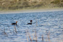 Image of Great Crested Grebe