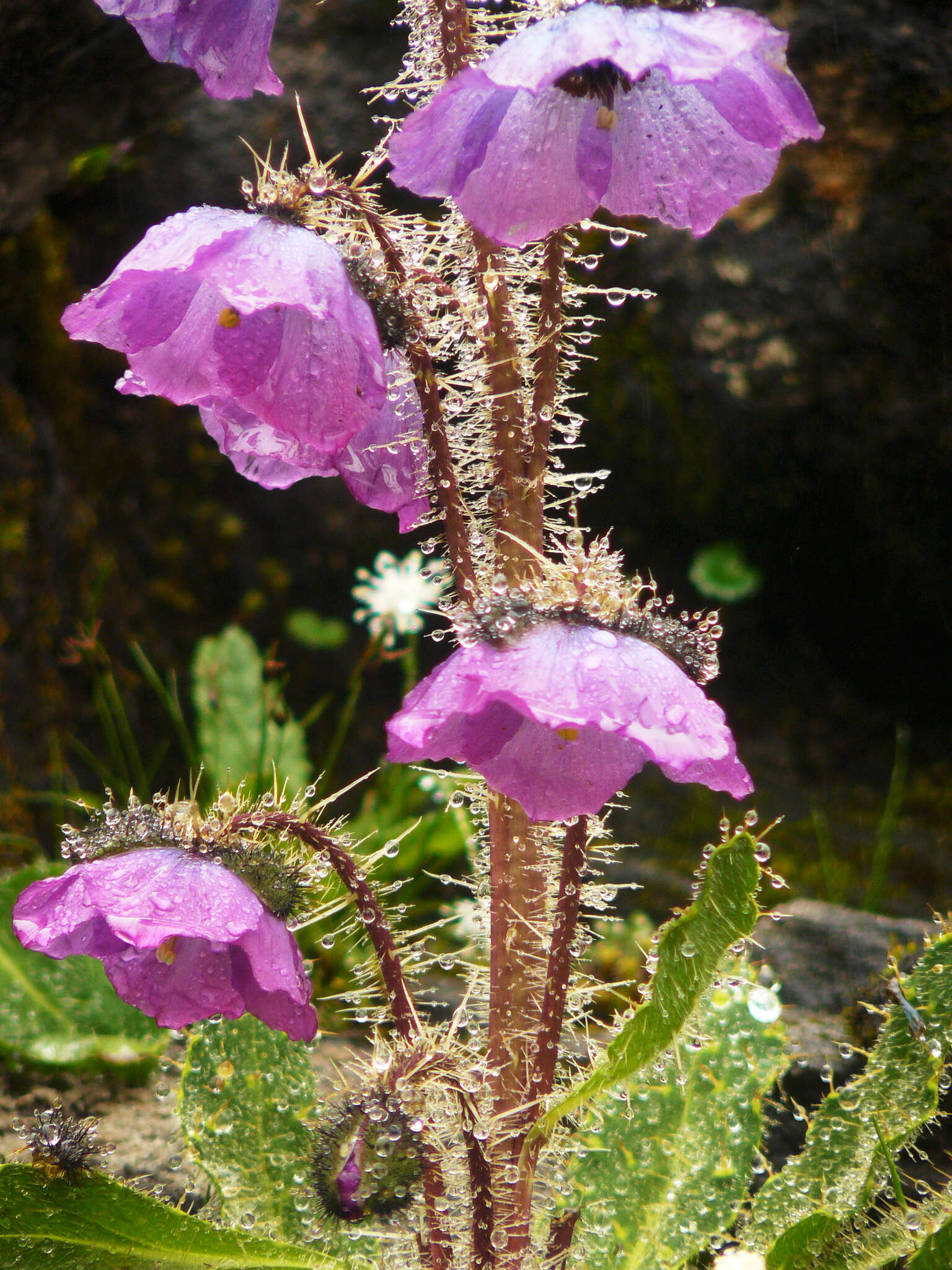 Imagem de Meconopsis horridula Hook. fil. & Thomson