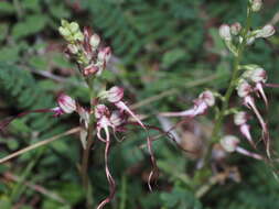 Image of Himantoglossum caprinum subsp. jankae (Somlyay, Kreutz & Óvári) R. M. Bateman, Molnar & Sramkó