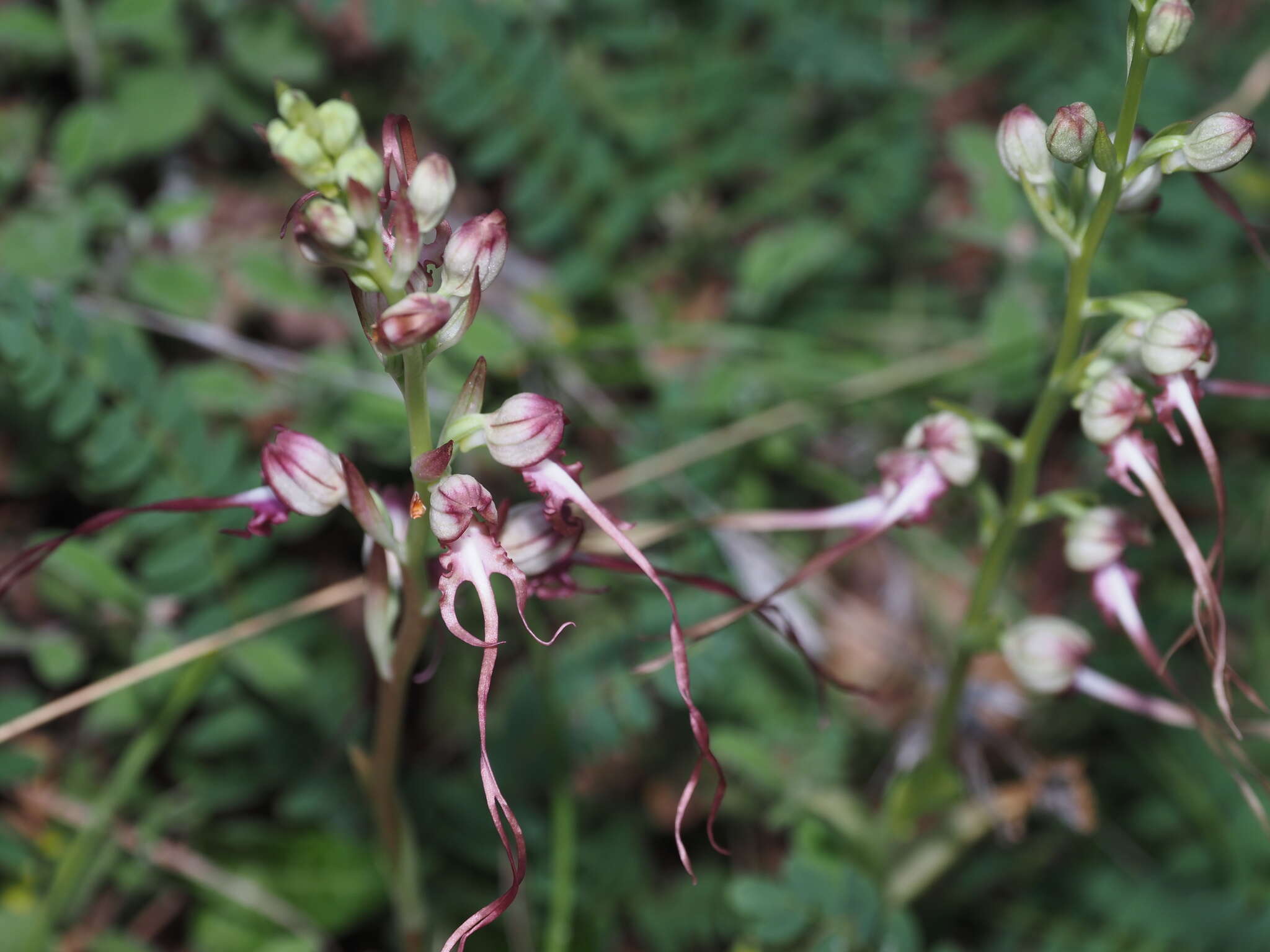 Himantoglossum caprinum subsp. jankae (Somlyay, Kreutz & Óvári) R. M. Bateman, Molnar & Sramkó resmi