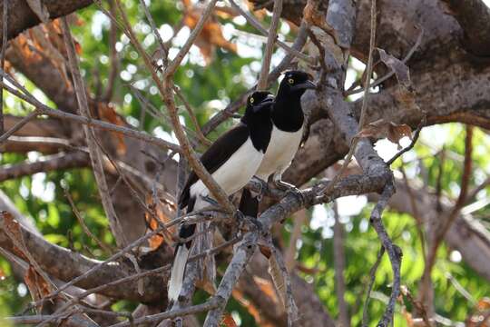 Image of White-naped Jay