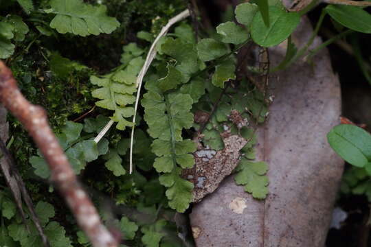 Plancia ëd Asplenium incisum Thunb.