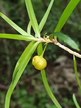 Image of Dracaena reflexa var. occidentalis H. Perrier