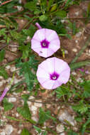 Image of mallow bindweed