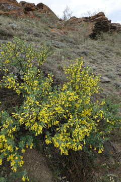 Image of Caragana bungei Ledeb.