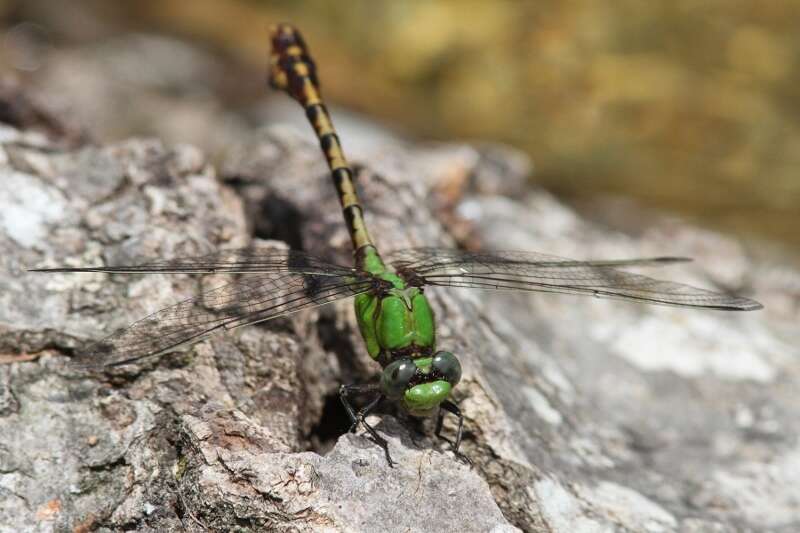 صورة Ophiogomphus westfalli Cook & Daigle 1985