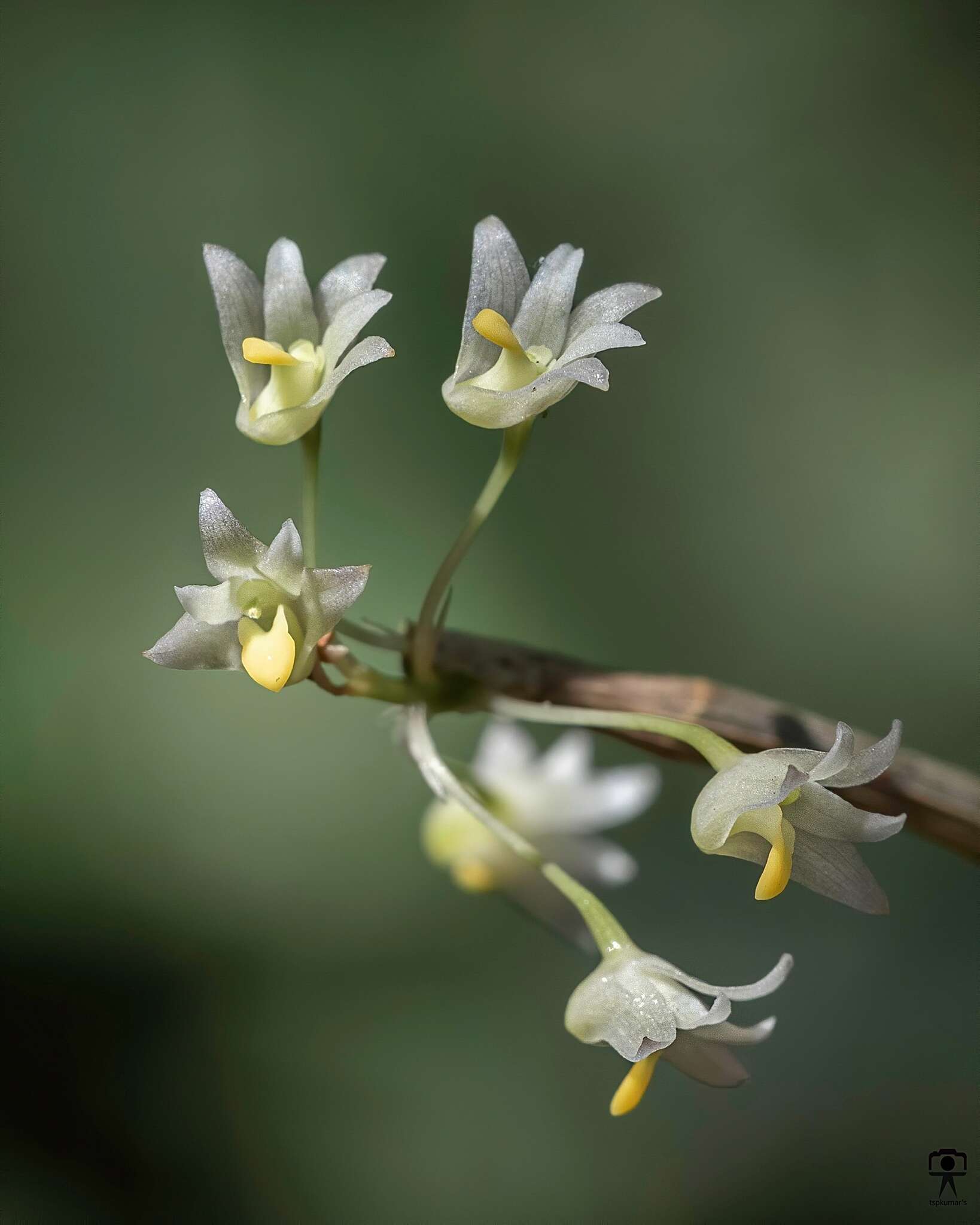 Image of Dendrobium herbaceum Lindl.