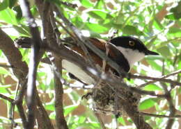 Image of Batis capensis capensis (Linnaeus 1766)